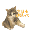 みりんとかりん ver.4.0（個別スタンプ：31）