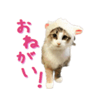 みりんとかりん ver.4.0（個別スタンプ：38）