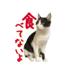 みりんとかりん ver.4.0（個別スタンプ：39）
