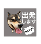 柴犬のこはるなんです〜黒柴成犬編〜⑤（個別スタンプ：5）