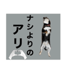 柴犬のこはるなんです〜黒柴成犬編〜⑤（個別スタンプ：11）