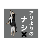 柴犬のこはるなんです〜黒柴成犬編〜⑤（個別スタンプ：12）