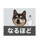 柴犬のこはるなんです〜黒柴成犬編〜⑤（個別スタンプ：13）