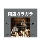 柴犬のこはるなんです〜黒柴成犬編〜⑤（個別スタンプ：14）