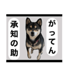 柴犬のこはるなんです〜黒柴成犬編〜⑤（個別スタンプ：16）