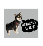 柴犬のこはるなんです〜黒柴成犬編〜⑤（個別スタンプ：18）