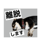 柴犬のこはるなんです〜黒柴成犬編〜⑤（個別スタンプ：19）