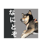 柴犬のこはるなんです〜黒柴成犬編〜⑤（個別スタンプ：20）