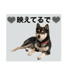 柴犬のこはるなんです〜黒柴成犬編〜⑤（個別スタンプ：22）