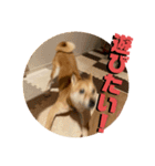 遊びたい梅犬スタンプ（個別スタンプ：5）