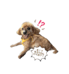 まろんちゅわんのすたんぷ（個別スタンプ：1）