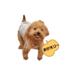 まろんちゅわんのすたんぷ（個別スタンプ：2）