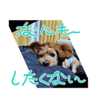 まろんちゅわんのすたんぷ（個別スタンプ：3）