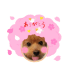 まろんちゅわんのすたんぷ（個別スタンプ：7）