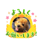 まろんちゅわんのすたんぷ（個別スタンプ：8）