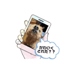 まろんちゅわんのすたんぷ（個別スタンプ：9）