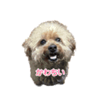まろんちゅわんのすたんぷ（個別スタンプ：11）