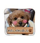 まろんちゅわんのすたんぷ（個別スタンプ：16）