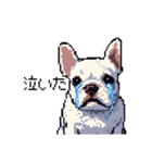 日常 ドット絵 フレンチブルドッグ 40種（個別スタンプ：4）