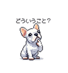 日常 ドット絵 フレンチブルドッグ 40種（個別スタンプ：12）