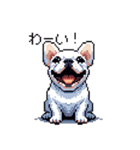 日常 ドット絵 フレンチブルドッグ 40種（個別スタンプ：30）