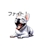 日常 ドット絵 フレンチブルドッグ 40種（個別スタンプ：32）