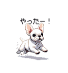 日常 ドット絵 フレンチブルドッグ 40種（個別スタンプ：36）