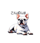 日常 ドット絵 フレンチブルドッグ 40種（個別スタンプ：38）