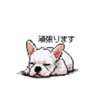 日常 ドット絵 フレンチブルドッグ 40種（個別スタンプ：40）