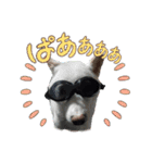 黒柴 RIN♪＆白柴 RAN♪（個別スタンプ：4）