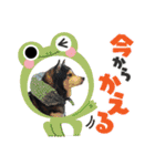 黒柴 RIN♪＆白柴 RAN♪（個別スタンプ：5）
