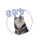 黒柴 RIN♪＆白柴 RAN♪（個別スタンプ：7）