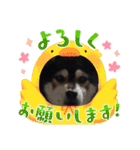 黒柴 RIN♪＆白柴 RAN♪（個別スタンプ：9）