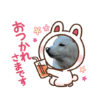 黒柴 RIN♪＆白柴 RAN♪（個別スタンプ：15）