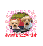 ココア君・ヨウちゃん（個別スタンプ：1）