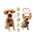 ココア君・ヨウちゃん（個別スタンプ：2）