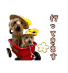 ココア君・ヨウちゃん（個別スタンプ：9）