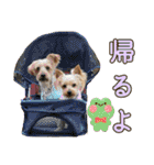 ココア君・ヨウちゃん（個別スタンプ：11）