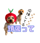 ココア君・ヨウちゃん（個別スタンプ：13）