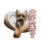 ココア君・ヨウちゃん（個別スタンプ：15）