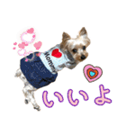 ココア君・ヨウちゃん（個別スタンプ：19）