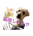 ココア君・ヨウちゃん（個別スタンプ：25）