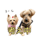 ココア君・ヨウちゃん（個別スタンプ：33）