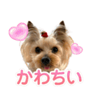 ココア君・ヨウちゃん（個別スタンプ：35）