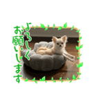 チワワコンニチハスタンプヨ（個別スタンプ：1）