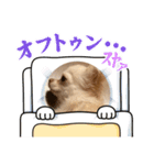 チワワコンニチハスタンプヨ（個別スタンプ：10）
