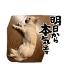 チワワコンニチハスタンプヨ（個別スタンプ：13）