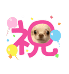 チワワコンニチハスタンプヨ（個別スタンプ：15）