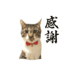 毛玉まみれ Part②（個別スタンプ：6）
