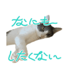 毛玉まみれ Part②（個別スタンプ：10）